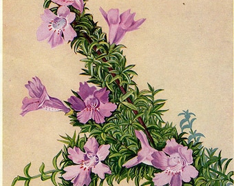 Antique Print, FLOWERING AUSTRALIAN PLANTS, chart 109 1930 beautiful wall art vintage color lithograph illustration wild flowers floral