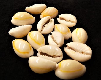 Cowrie shell beads; beautiful polished, medium sized cowrie shell beads, drilled lengthwise, 15pcs/1.80.
