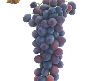 Grapes Limited Edition Giclee Print