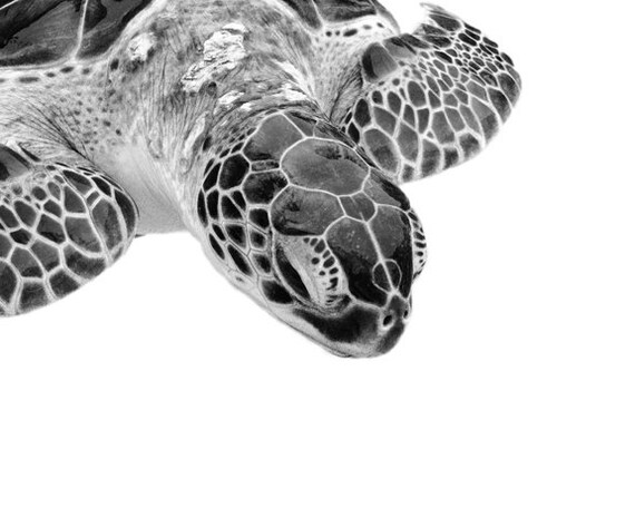 Animal Photography Turtle Photo Black and White 24x36 20x30