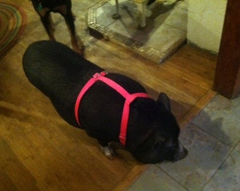 Adjustable Hog (PIG) Harness Hand Made Metal Buckle Easy Fit Carter Pet Supply