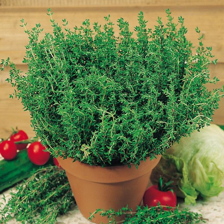 French Thyme Seeds Thymus vulgaris Sometimes called Summer