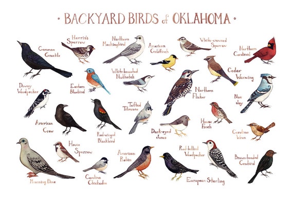 Oklahoma achtertuin vogels Field Guide Art Print / aquarel