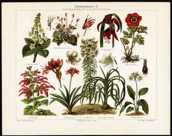 1894 HOUSE PLANT LITHOGRAPH - plants & flowers original antique botanical flora print no 1