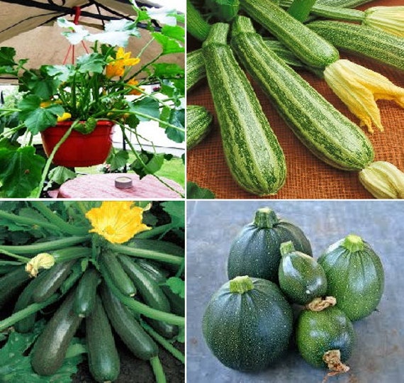 Zucchini 4 variety