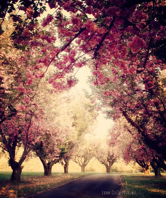 5 cherry tree grove cherry blossom tree grove photography print pink 5 cherry tree grove cherry blossom tree grove photography print pink