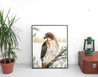 Red Tailed Hawk - Hawk Art - Realistic Hawk - by Tree Talker Art Rachael Caringella