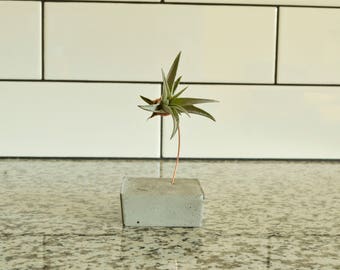 Concrete Air Plant Holder, Air Plant, Modern, Trendy