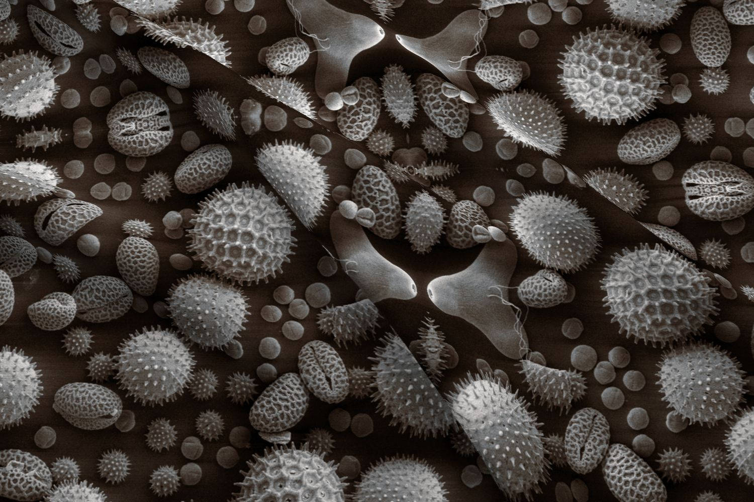 How Long Does Pollen Stay On Fabric at Edyth Martin blog