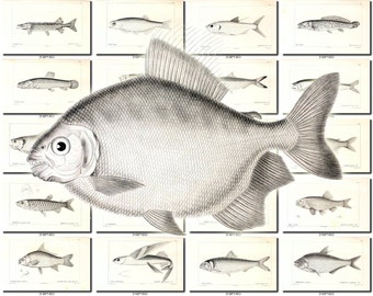 FISHES-44-bw Collection of 144 vintage images Anchovy Luce common species pictures High resolution digital download printable water animals