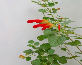 Salvia regla, Jame Coahulia Mt Sage, Excellent Nectar Source for Hummingbirds, Butterflies, 1 Quart, FREE Shipping!