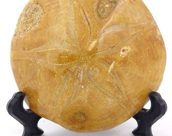20% OFF Madagascar Sand Dollar Urchin Echinoid Fossil with stand 1974P