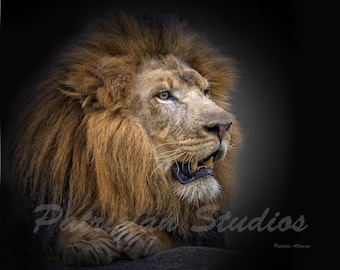 African Lion "Big Boy"