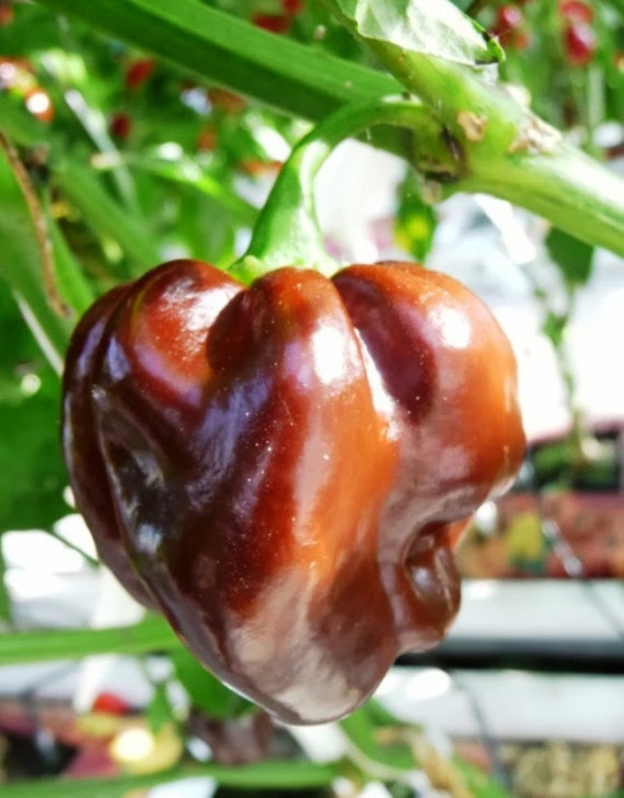Jamaican Chocolate Scotch Hot Pepper seeds Real Scotch