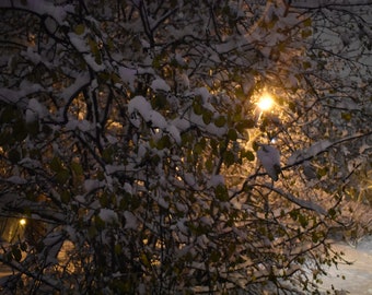 Light through the tress