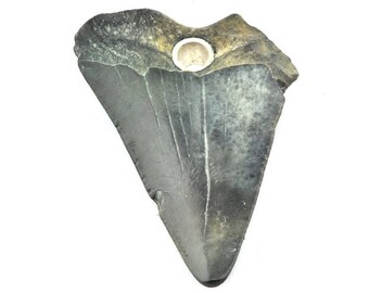 Carcharodon Megalodon tooth pendant