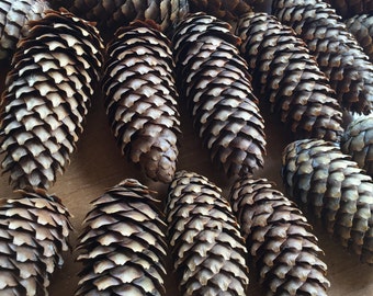 Pine Cones Decor Natural Ornament 50 pcs