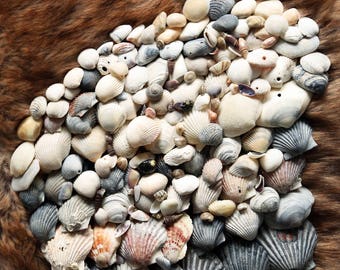 Craft Sea Shells