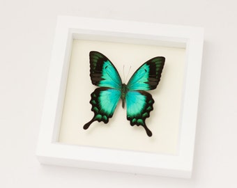 Framed Butterfly in White Shadowbox Frame Sea Green Swallowtail