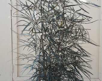 False Aralia Dizygotheca Elegantissima Plant in 10 Inch Pot - About 54 inches tall