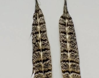 Wild Turkey Feather and Turqoise Earrings