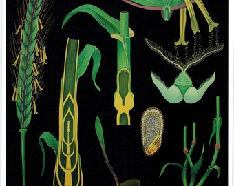 Old poster school botanical Old School Poster Map Botanical rye Jung-Koch-Quentell, 21 x 29cm apprx / 8.26 inches 11,41 1990 x