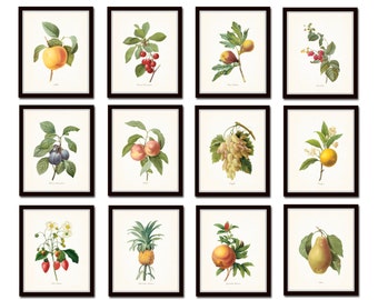 Antique Fruit Print Set No. 1, Redoute Fruit Prints, Giclee, Art Prints, Illustration, Botanical Print Set, Botanical Print, Kitchen Art