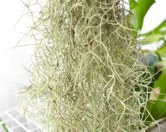 BULK SALE Spanish Moss Tillandsia Usneoides Live Air Plant, Succulent Wedding, Rustic Wedding Deocr, Hanging Air Plant, Wholesale Air Plants