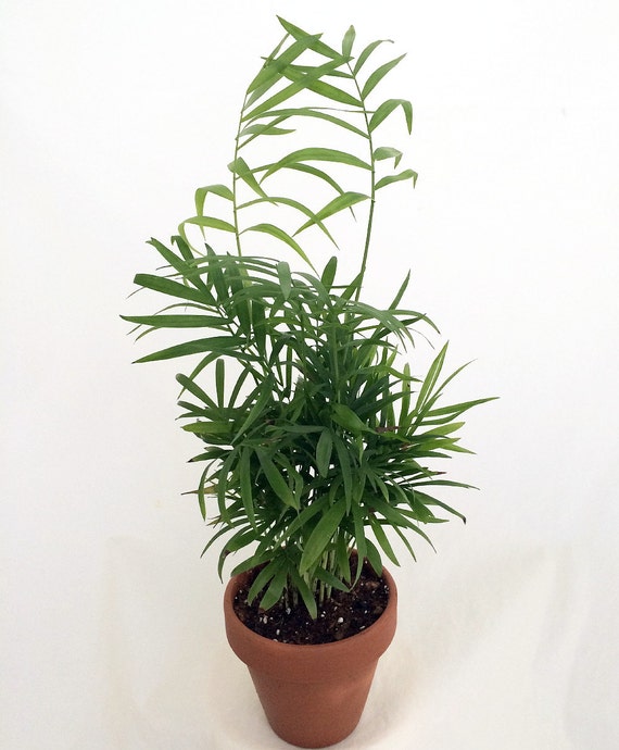 Hirt's Victorian Parlor Palm Chamaedorea 4 Clay