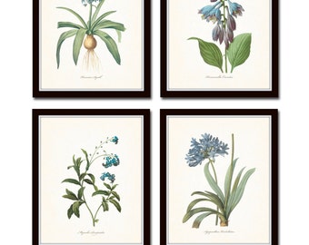 Blue Botanical Print Set No. 7 Redoute Botanical Prints Art Giclee Botanical Prints Illustration Wall Art Flower Prints Blue Flower Prints