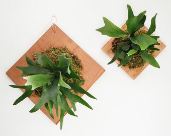 Staghorn Fern Plaque with Cedar Board + Spaghnum Moss