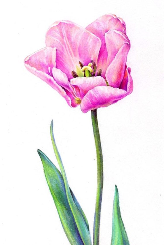  Items similar to ORIGINAL Colored Pencil Drawing Tulip Illustration 