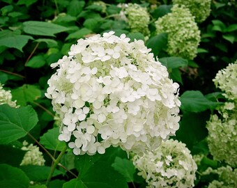 Hydrangea Arborescens Annabelle - 4 Inch Starter Plant, this is an "End of the Season" price on these, get them at a Bargain!!