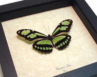 Real Butterfly Green Peru Glider Conservation Display 483
