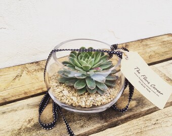 Single Succulent Terrarium