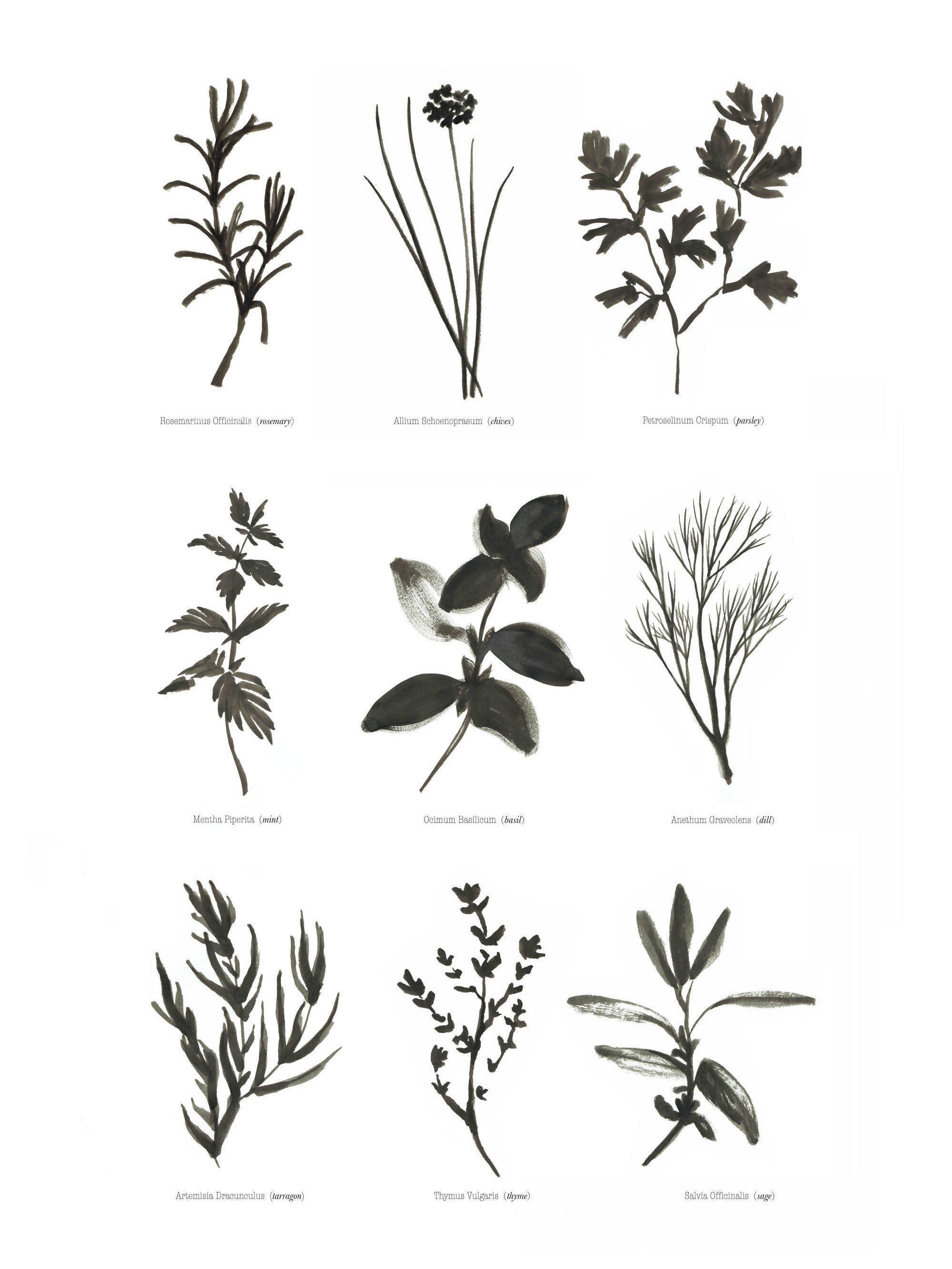 Culinary Herbs Print Black White Kitchen Line Art Minimal