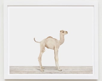 Baby Animal Nursery Art Print. Baby Camel. Safari Animal Wall Art. Animal Nursery Decor. Baby Animal Photo.