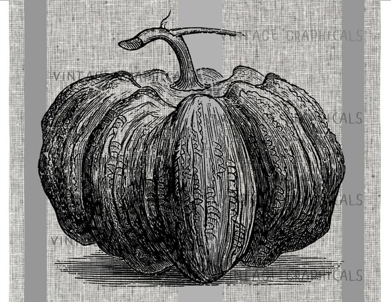 Vintage pumpkin Instant graphic digital download image for