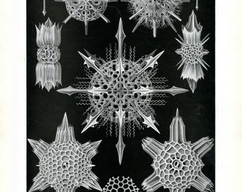 Microscopic Life, Marine Life, Microscopic Marine Life, Life Marine, Ernst Haeckel, Haeckel Radiolaria, Radiolaria Haeckel, Haeckel Ernst