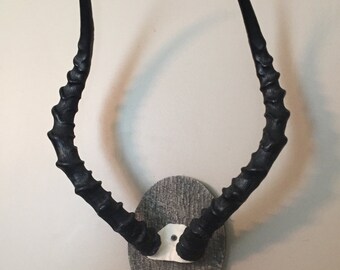 African Impala Ram Skull/Mount/Horns/Antelope/Taxidermy Home Cabin Decor