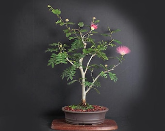 Pink Powder Puff bonsai tree, Blooming Tropics Collection from LiveBonsaiTree