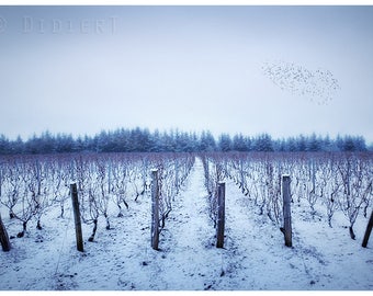 Color photo print: vines and Woods