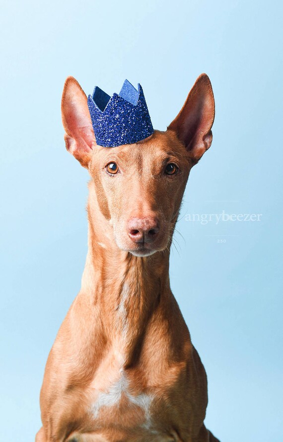 Pet Birthday Party || Animal Party Hat || Cat Kitty Puppy Pig Birthday Crown Hat || Pet Birthday Crown || Pet Portrait