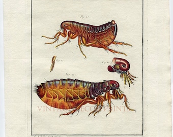 Mosquitoe Drawing Insect Print. Nature Study Prints Hand Painted 1740 Antique Print. Original Insect Print Natural History Entomology Print