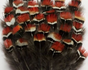Tiger Lily Feathers