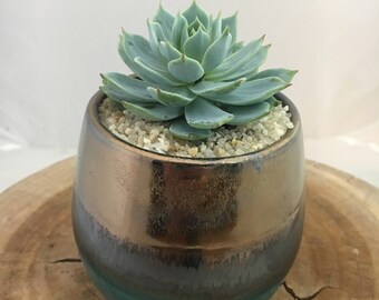 Gold Metallic and Green with Succulent