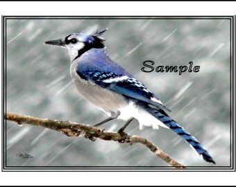 Blue Jay Fine Art Photo Card