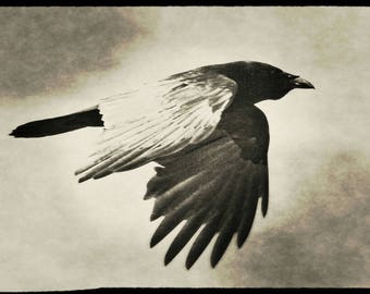 As The Dark Crow Flies