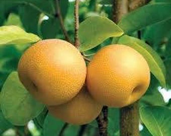 Mini Hosui Asian Pear Tree