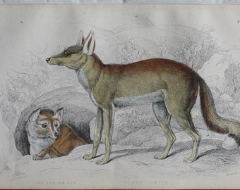 nice handcoloured engraving of syrian fox egyptian fox 1840